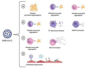 Fundamentals in Covid-19-Associated Thrombosis: Molecular and Cellular Aspects